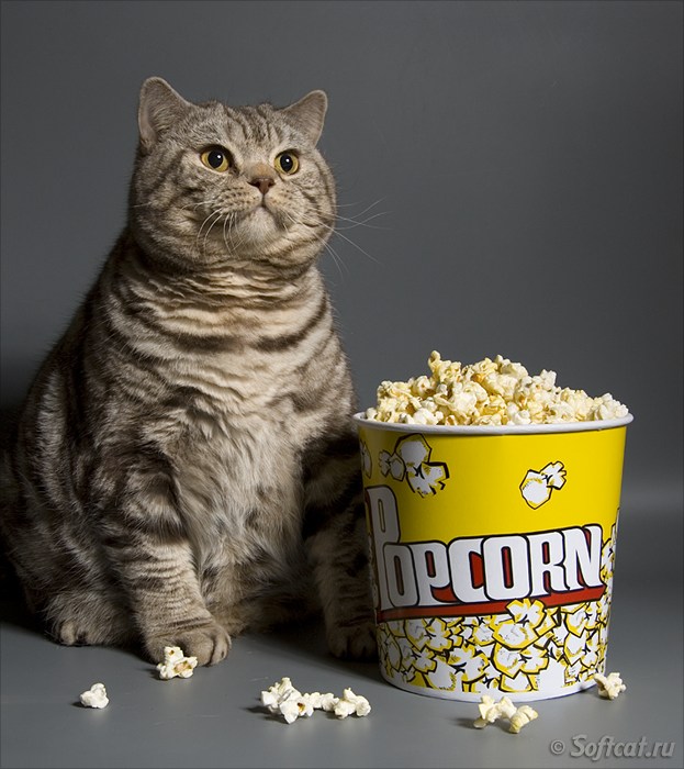 Popcorn Cat